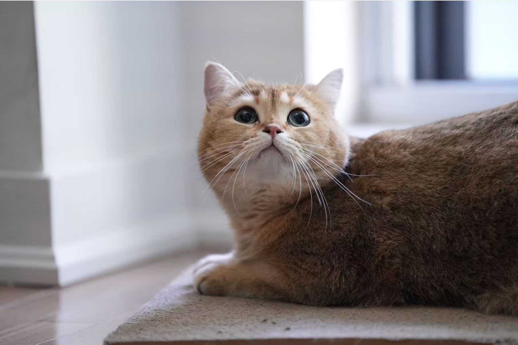 Fanta — 我的猫,PawList 的起点